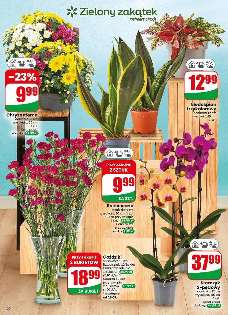 Gazetka Dino 16/09/2026 – 22/09/2026 - gazetki promocyjne str. 56